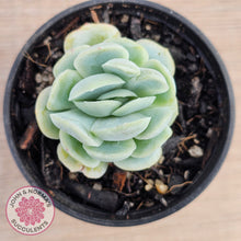 Load image into Gallery viewer, Echeveria 'Lemon Berry'