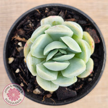 Load image into Gallery viewer, Echeveria 'Lemon Berry'