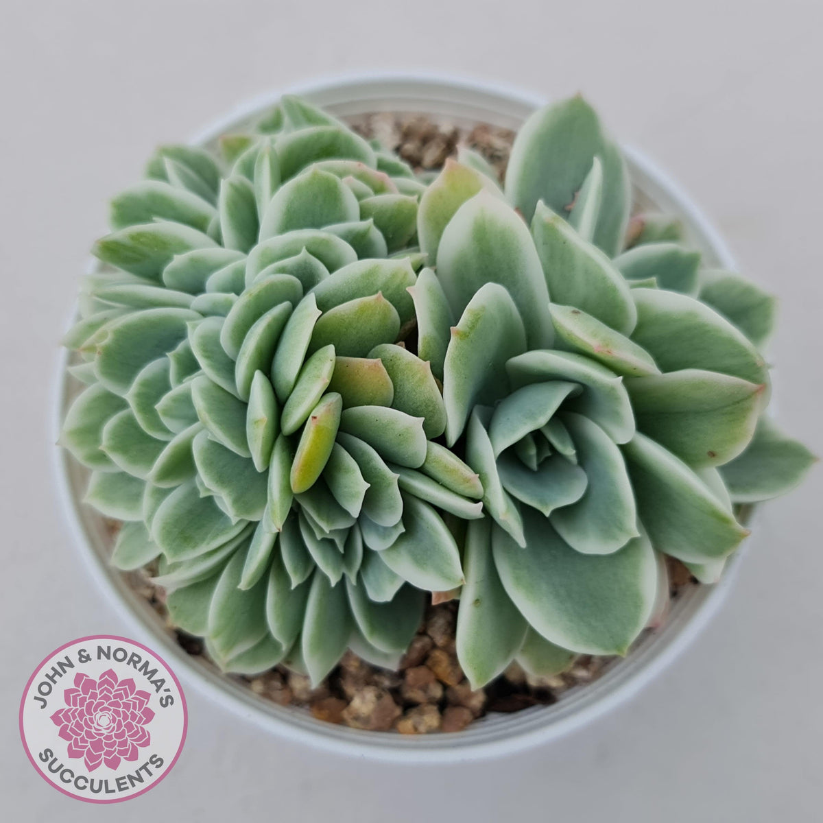 Echeveria Lemon Rose Variegated Crest