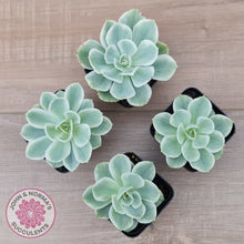 Load image into Gallery viewer, Echeveria Lemon Rose Variegated