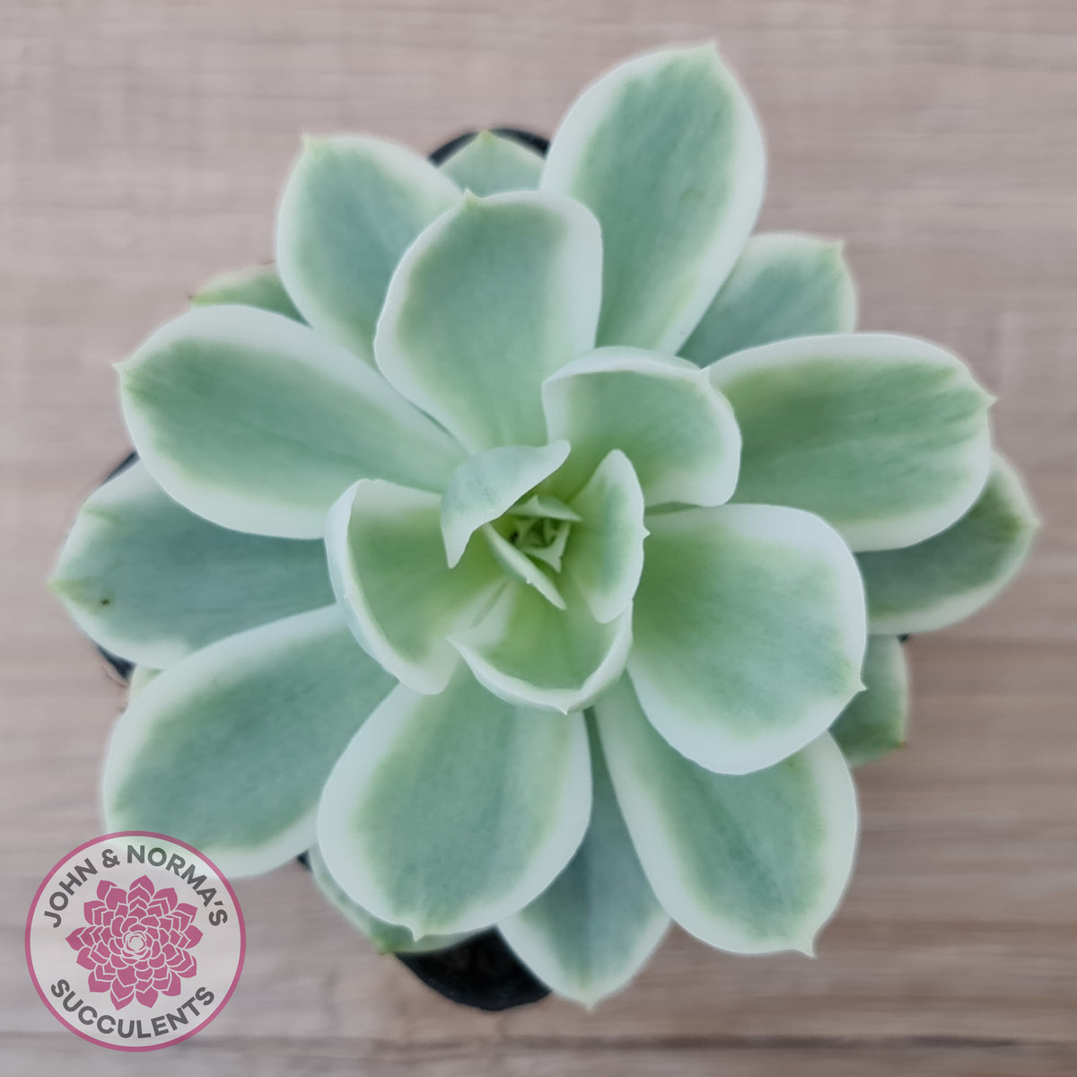 Echeveria Lemon Rose Variegated