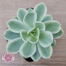 Load image into Gallery viewer, Echeveria Lemon Rose Variegated