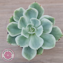 Load image into Gallery viewer, Echeveria Lemon Rose Variegated
