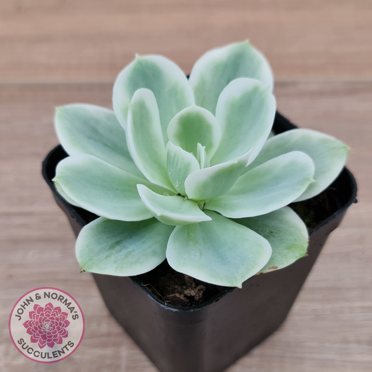 Echeveria Lemon Rose Variegated