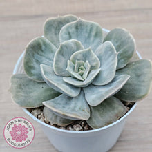Load image into Gallery viewer, Echeveria Lilacina Marble Variegated
