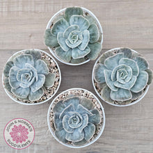 Load image into Gallery viewer, Echeveria Lilacina Marble Variegated