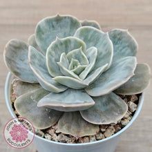 Load image into Gallery viewer, Echeveria Lilacina Marble Variegated