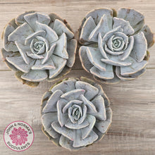 Load image into Gallery viewer, Echeveria Lilacina Monstrose (Same Plants)