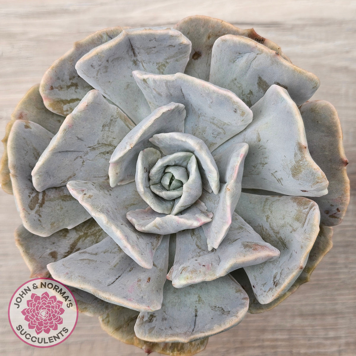Echeveria Lilacina Monstrose (Same Plants)