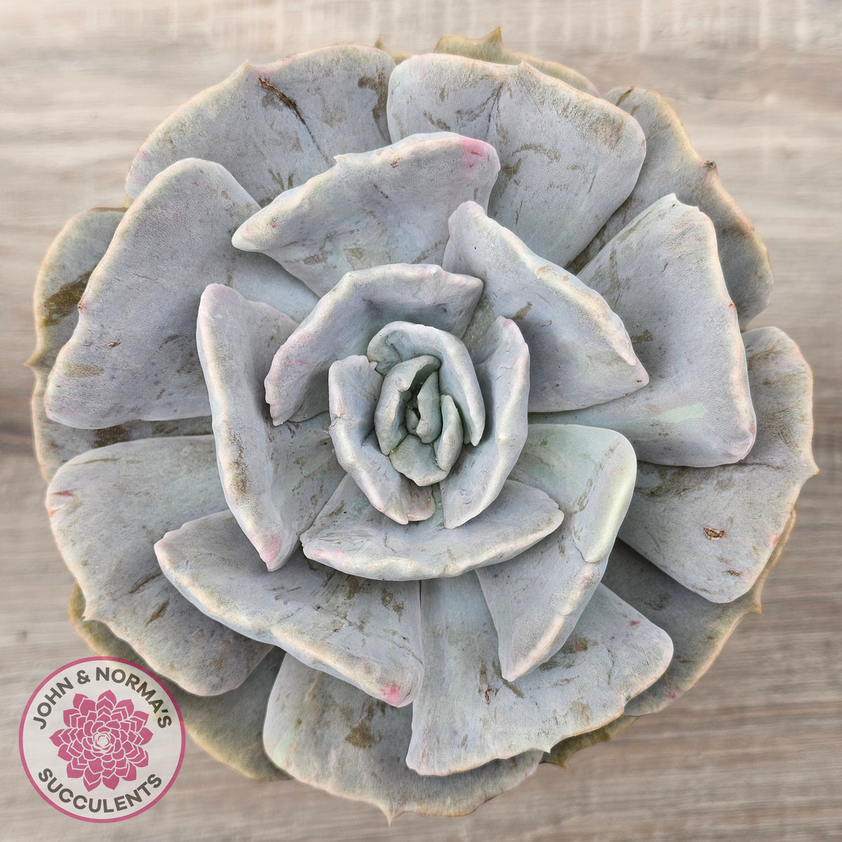 Echeveria Lilacina Monstrose (Same Plants)
