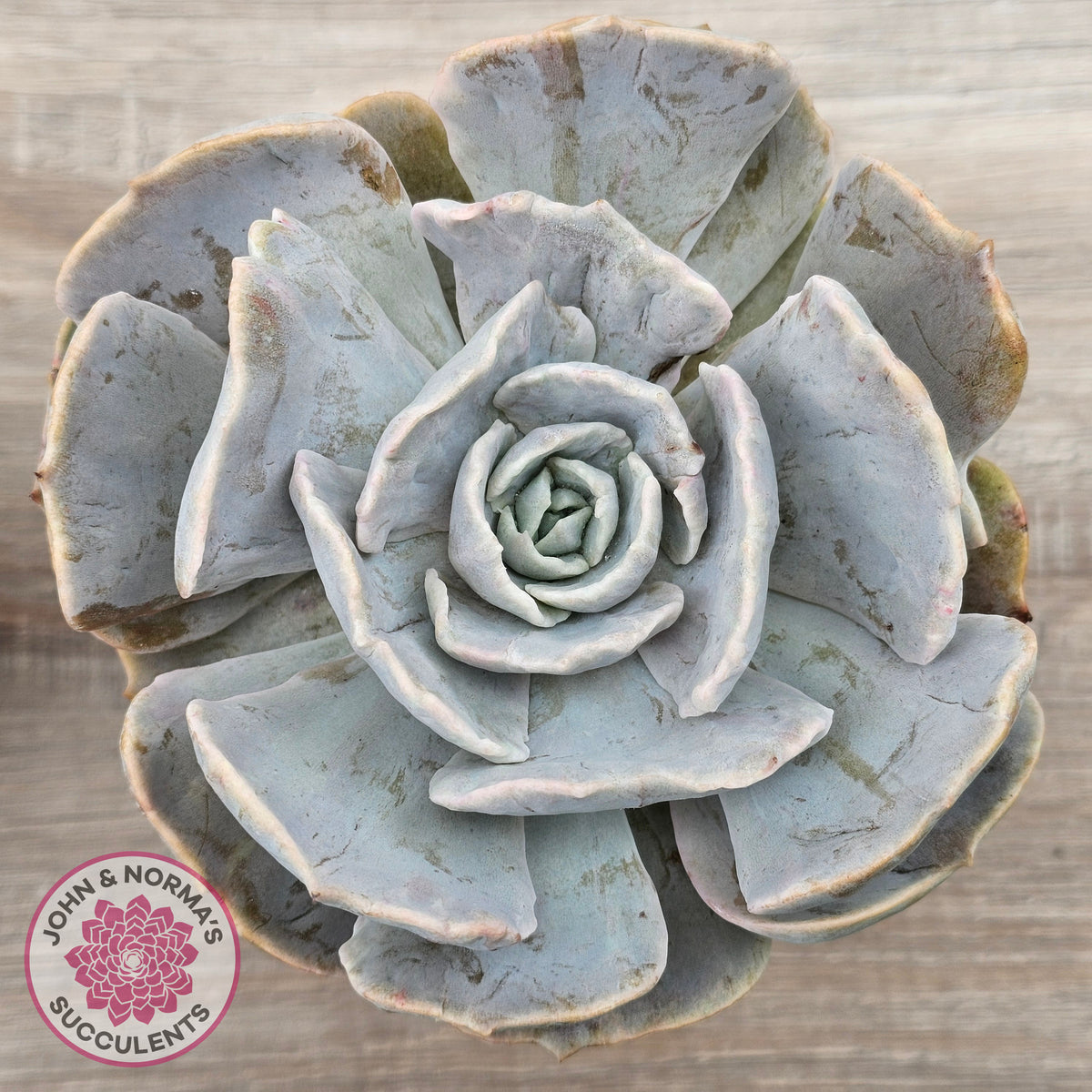Echeveria Lilacina Monstrose (Same Plants)