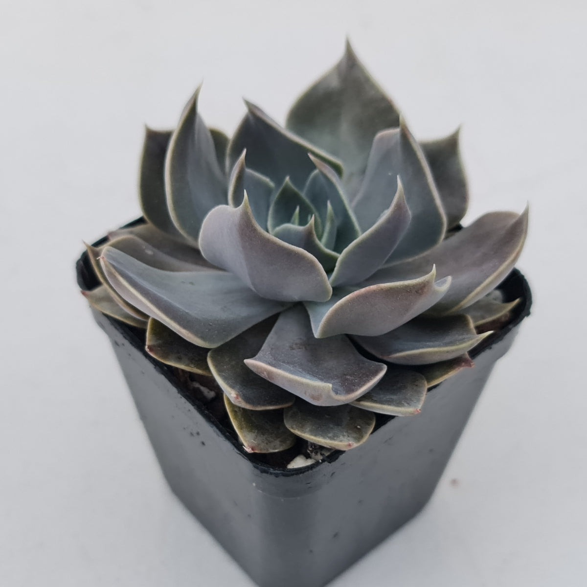 Echeveria 'Linda Jean'
