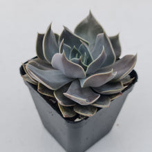 Load image into Gallery viewer, Echeveria 'Linda Jean'