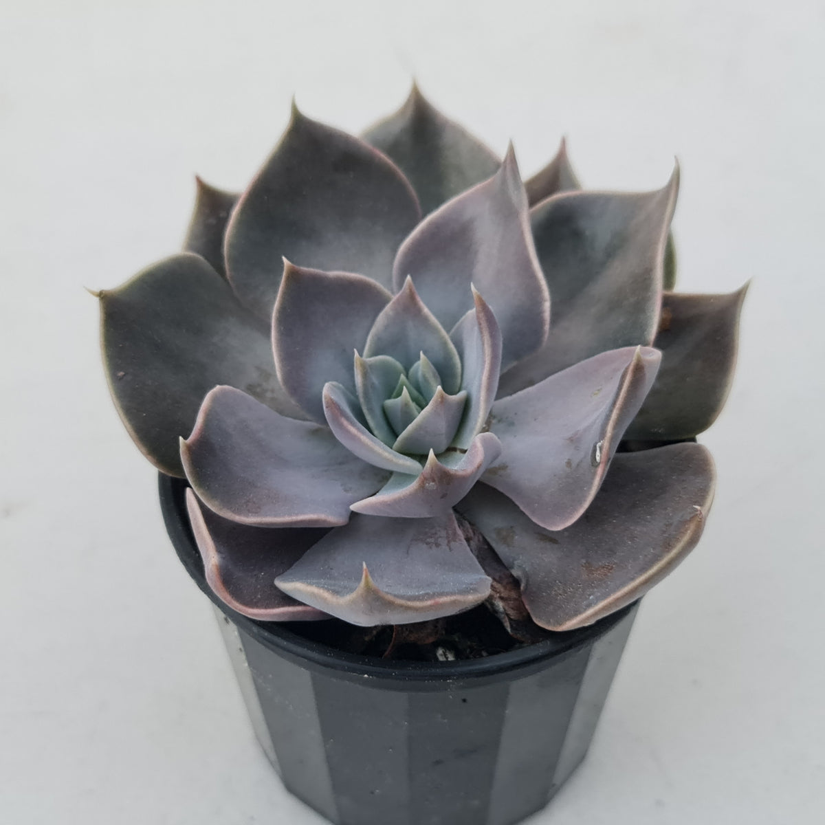 Echeveria 'Linda Jean'