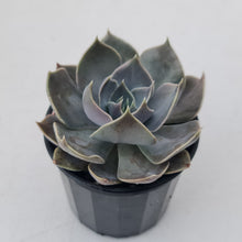 Load image into Gallery viewer, Echeveria 'Linda Jean'