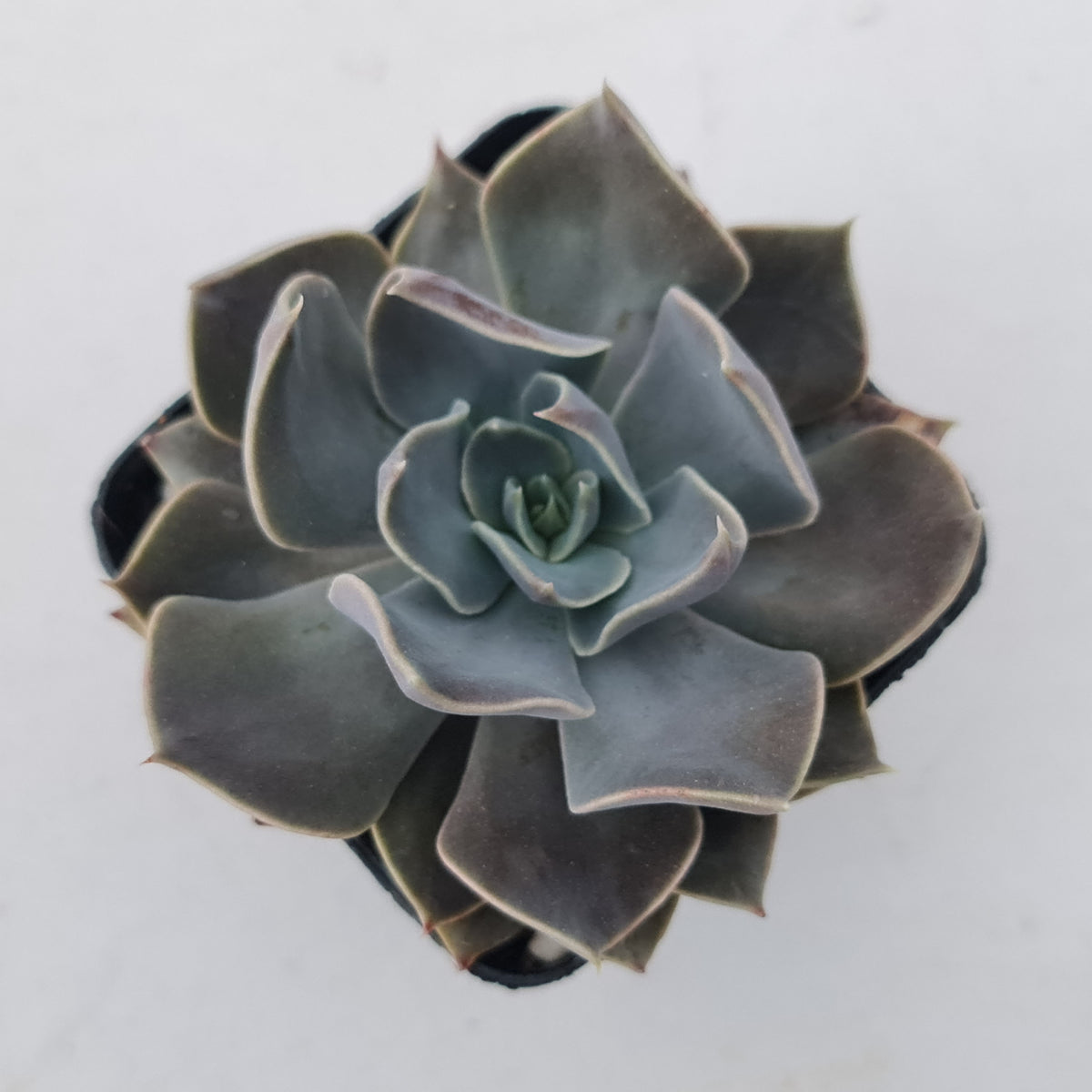 Echeveria 'Linda Jean'