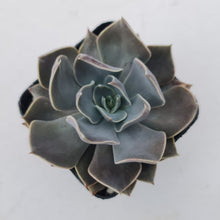 Load image into Gallery viewer, Echeveria 'Linda Jean'
