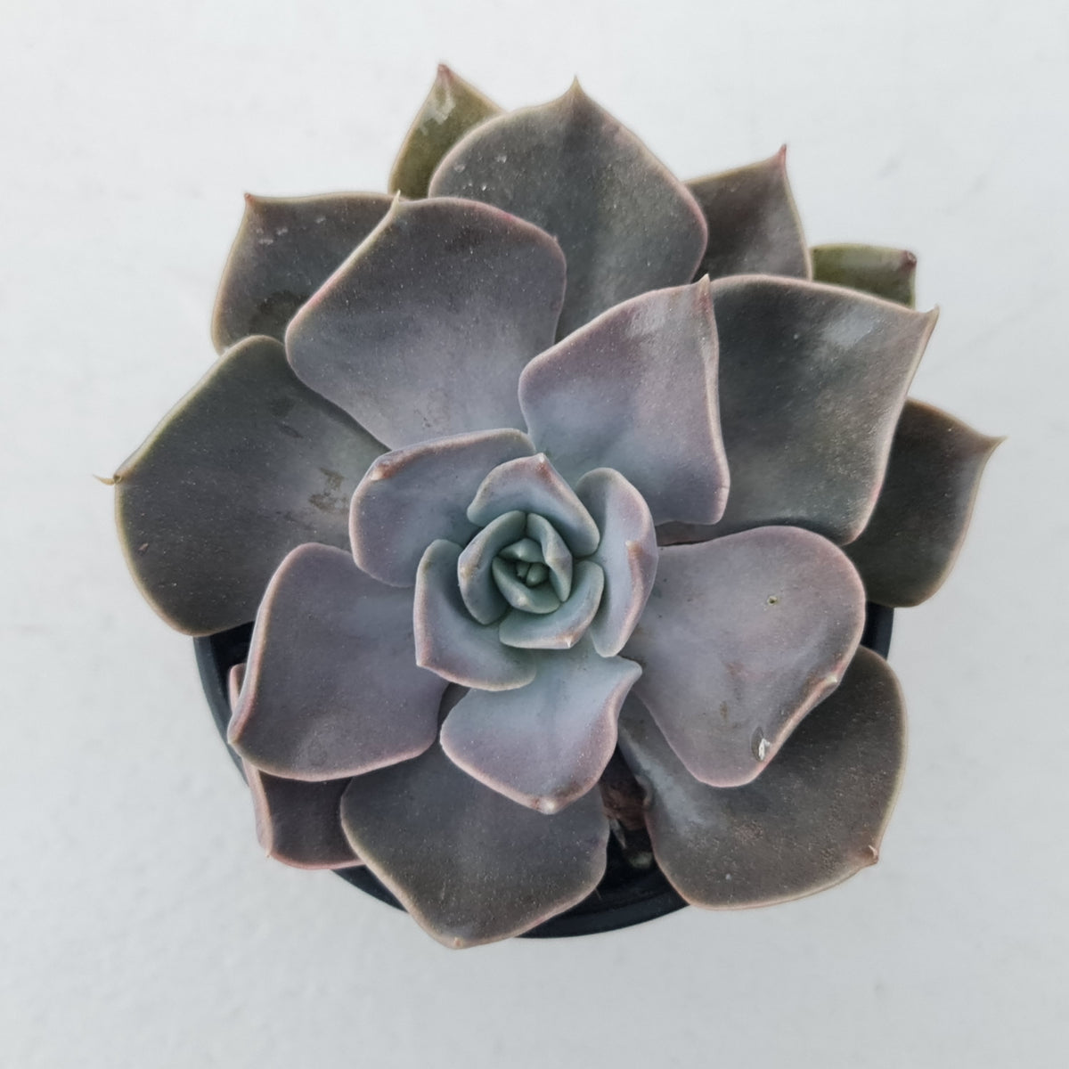 Echeveria 'Linda Jean'