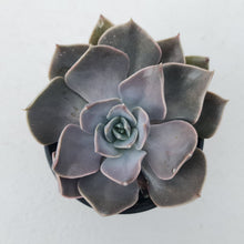 Load image into Gallery viewer, Echeveria 'Linda Jean'