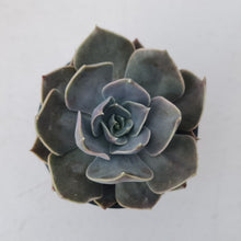Load image into Gallery viewer, Echeveria 'Linda Jean'