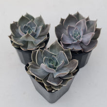 Load image into Gallery viewer, Echeveria 'Linda Jean'