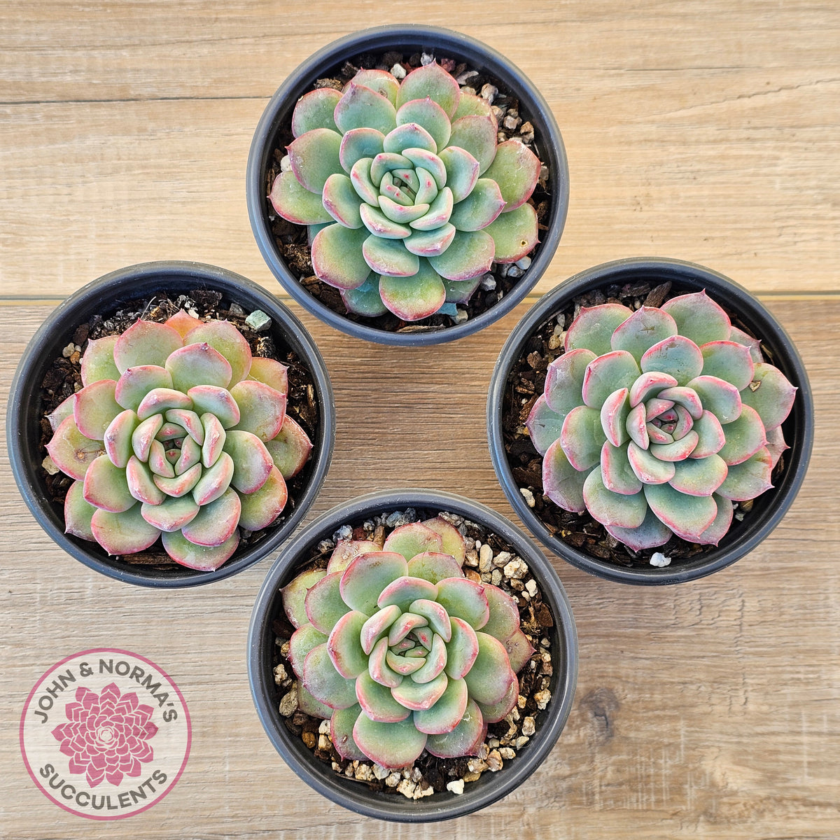Echeveria 'Lip Gloss'