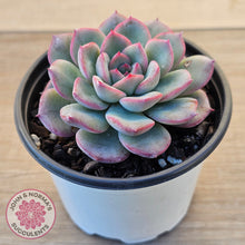 Load image into Gallery viewer, Echeveria 'Lip Gloss'