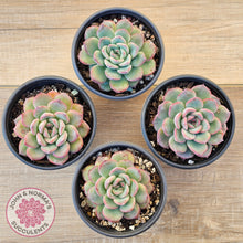 Load image into Gallery viewer, Echeveria 'Lip Gloss'