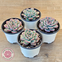 Load image into Gallery viewer, Echeveria 'Lip Gloss'