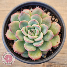 Load image into Gallery viewer, Echeveria 'Lip Gloss'