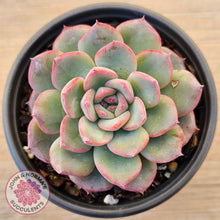 Load image into Gallery viewer, Echeveria 'Lip Gloss'