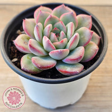 Load image into Gallery viewer, Echeveria 'Lip Gloss'