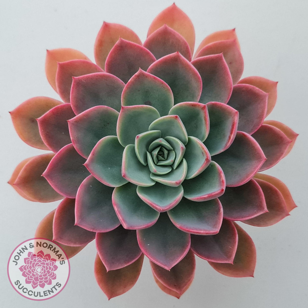 Echeveria 'Little Fairy'