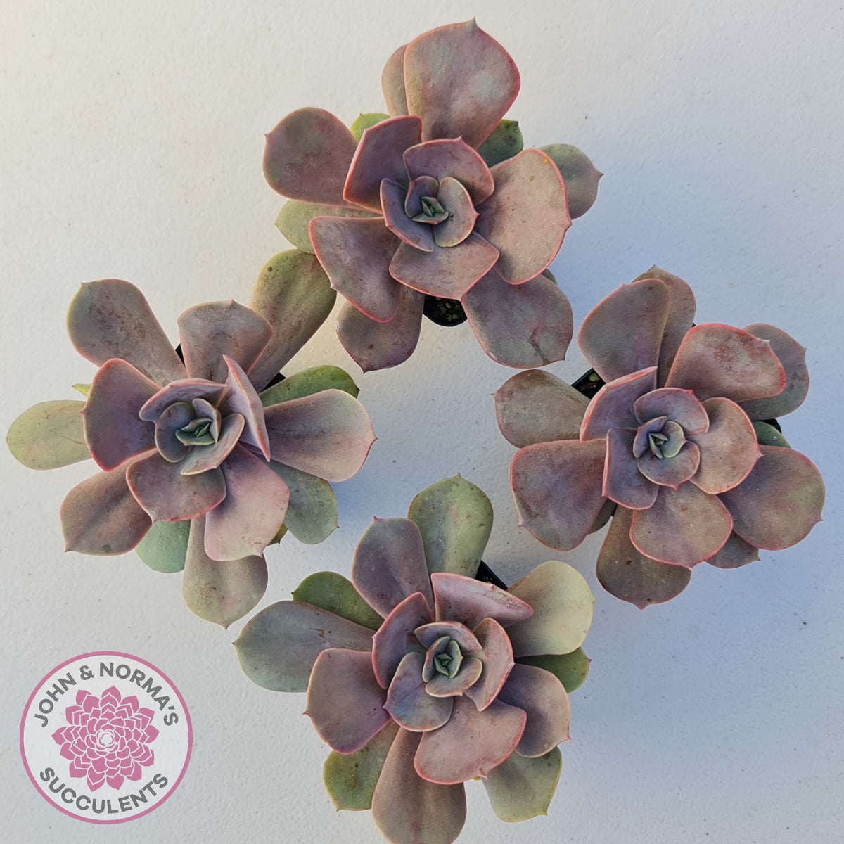 Echeveria Lolita