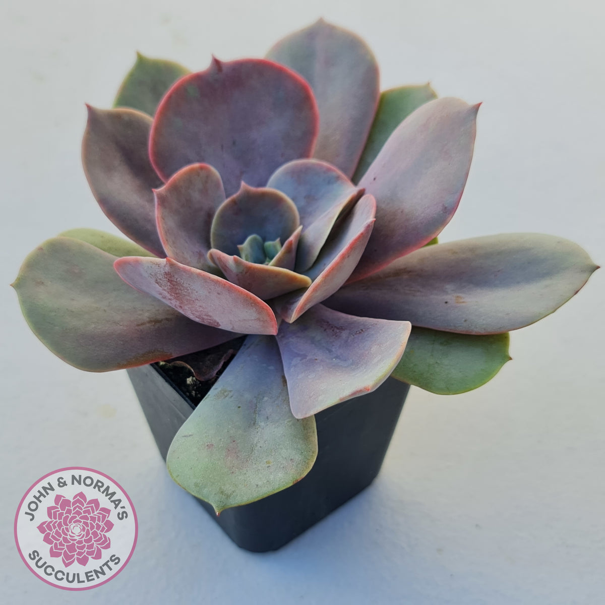 Echeveria Lolita