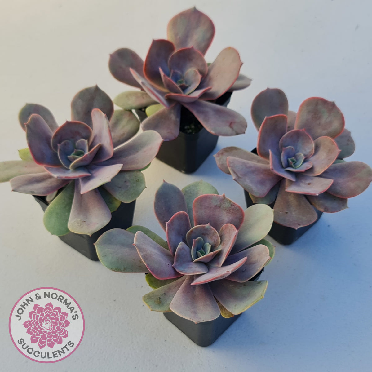 Echeveria Lolita