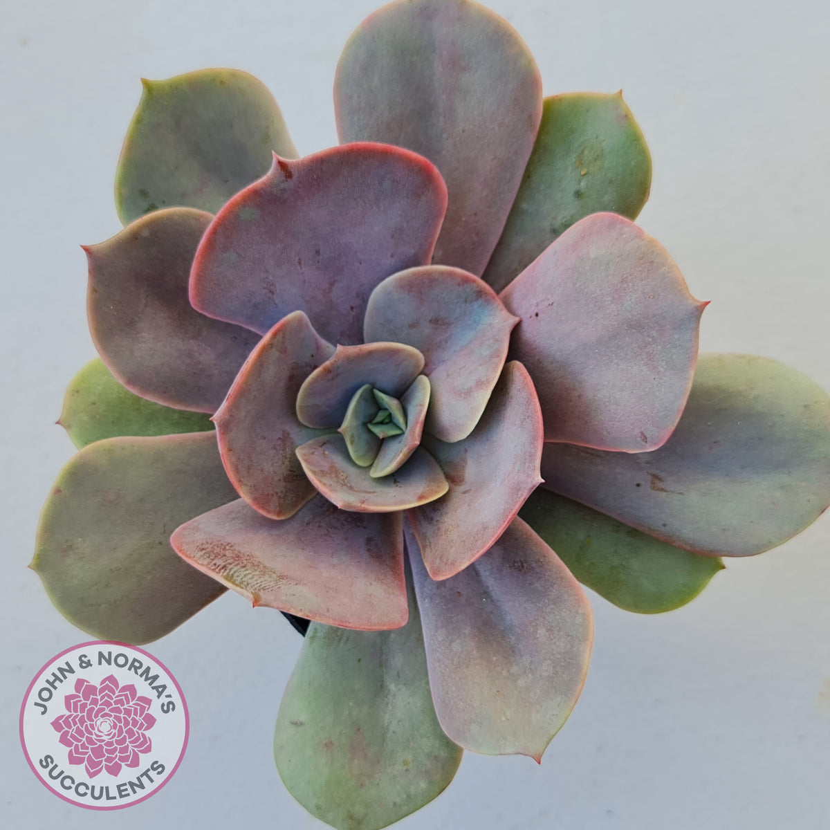 Echeveria Lolita