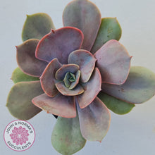 Load image into Gallery viewer, Echeveria Lolita