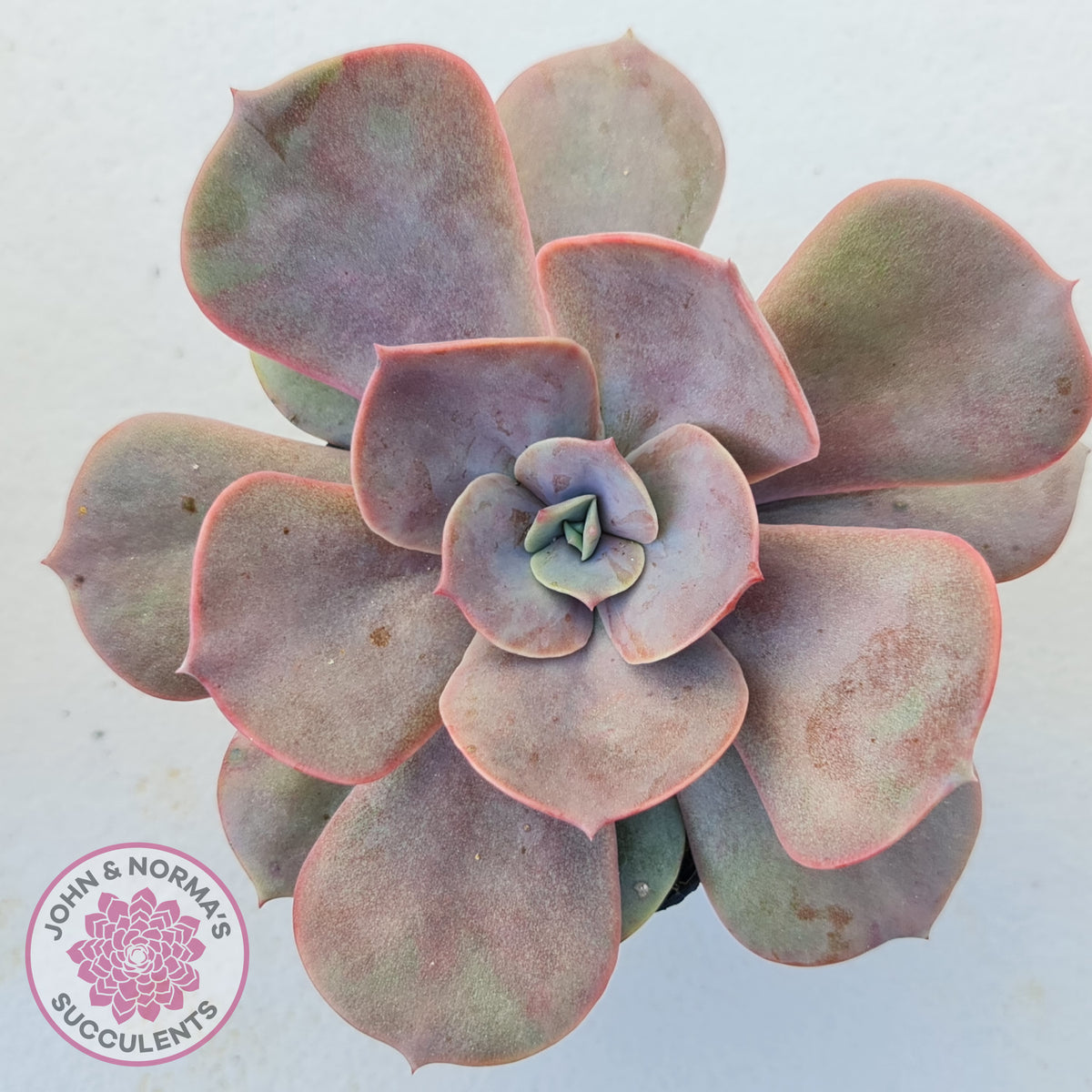 Echeveria Lolita