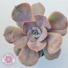 Load image into Gallery viewer, Echeveria Lolita