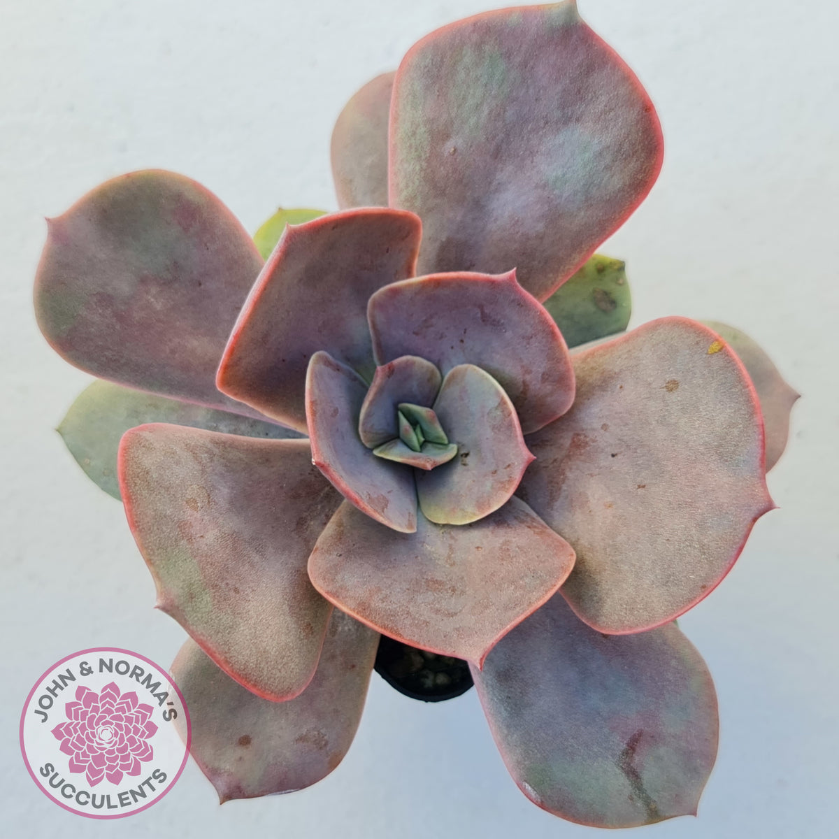 Echeveria Lolita