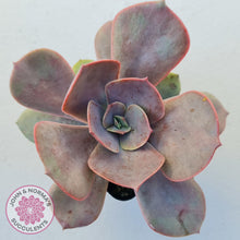 Load image into Gallery viewer, Echeveria Lolita