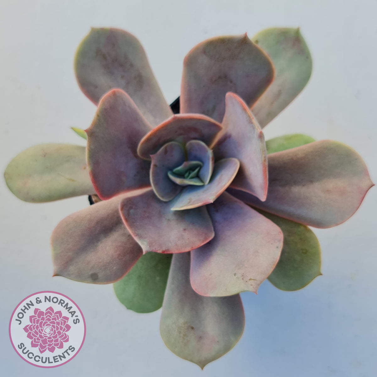 Echeveria Lolita
