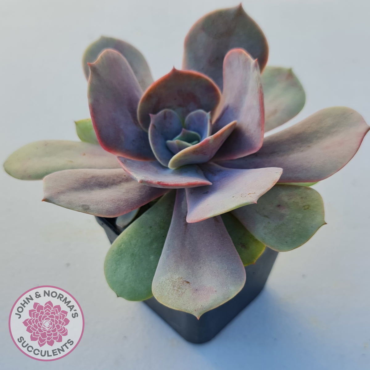 Echeveria Lolita