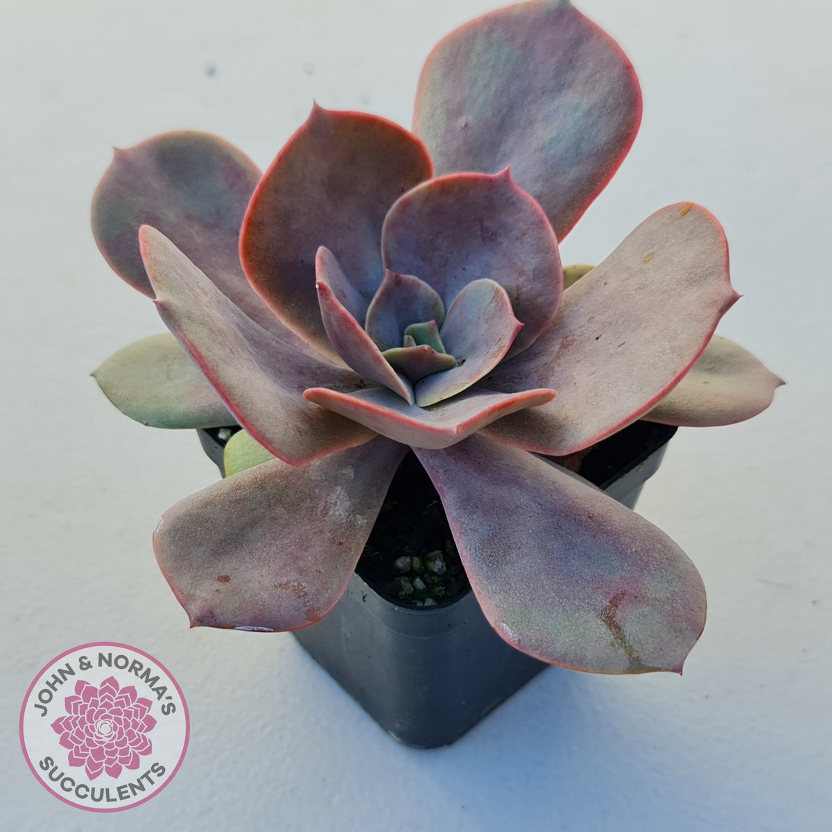 Echeveria Lolita