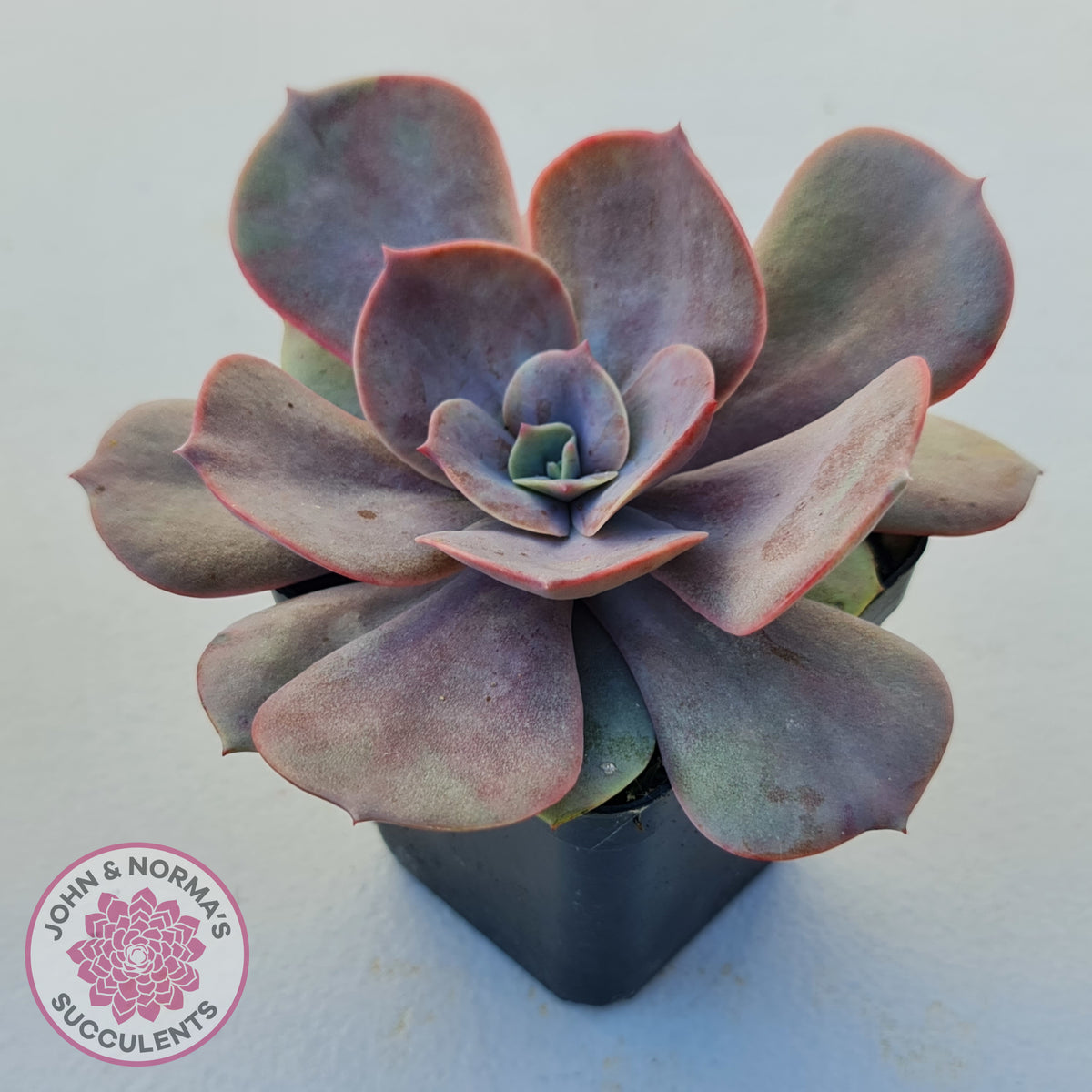 Echeveria Lolita