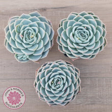 Load image into Gallery viewer, Echeveria 'Lone Star' - John & Norma's Succulents Australia
