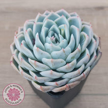 Load image into Gallery viewer, Echeveria 'Lone Star' - John & Norma's Succulents Australia