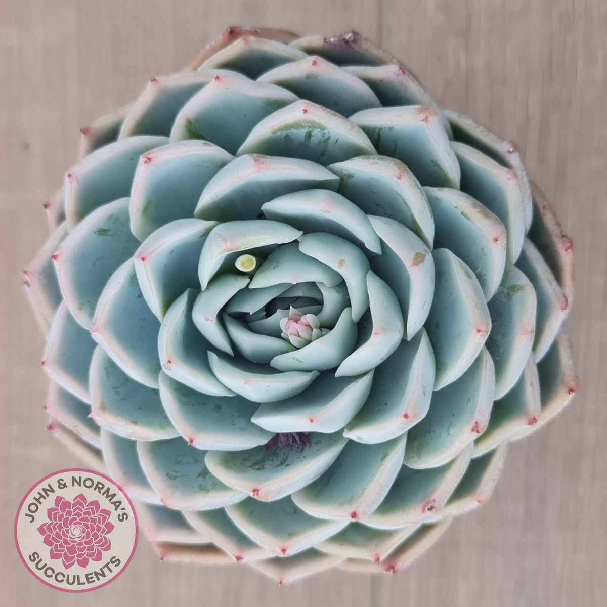 Echeveria 'Lone Star'