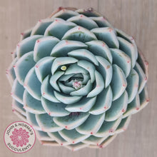 Load image into Gallery viewer, Echeveria 'Lone Star' - John & Norma's Succulents Australia